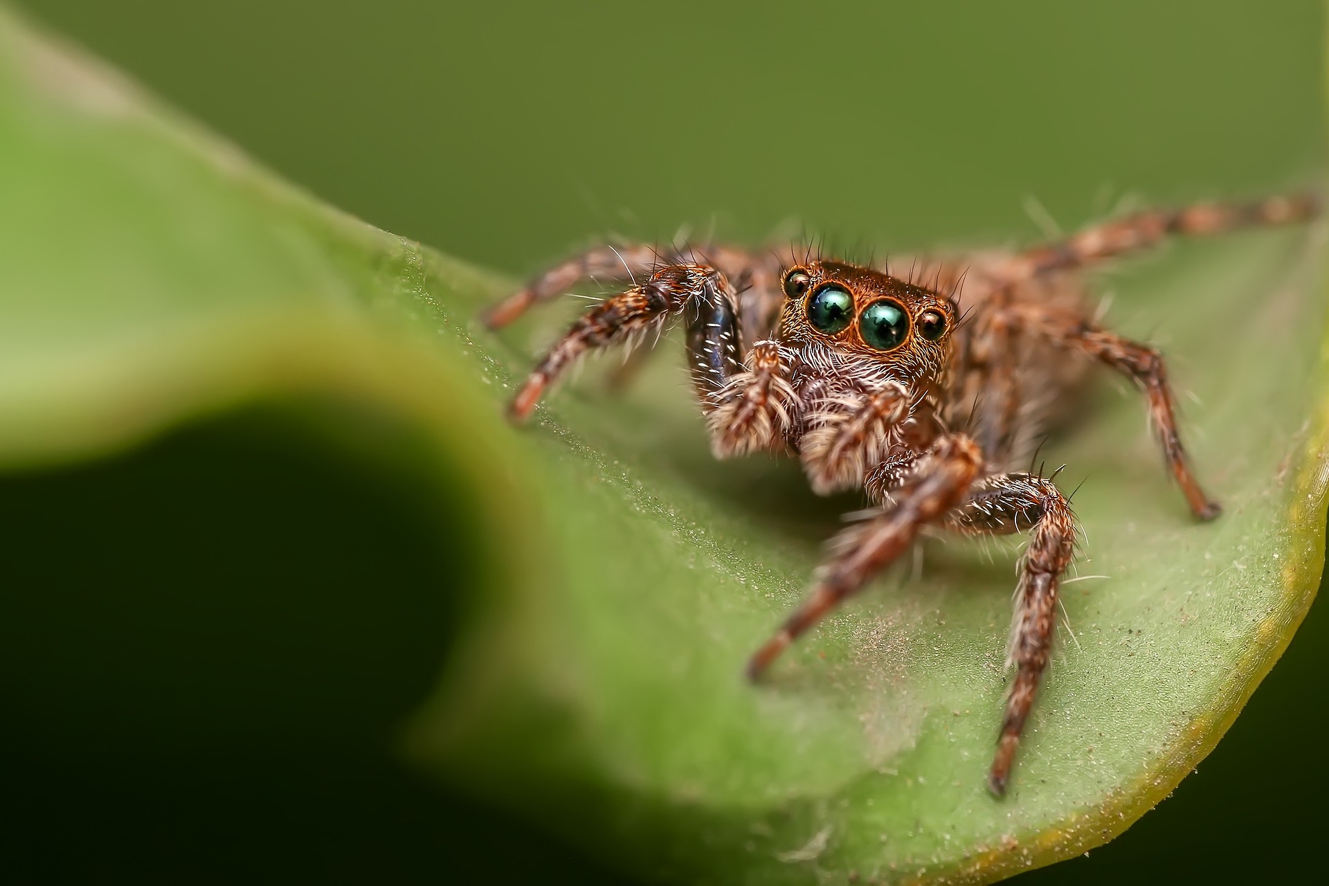 Microfoto spin